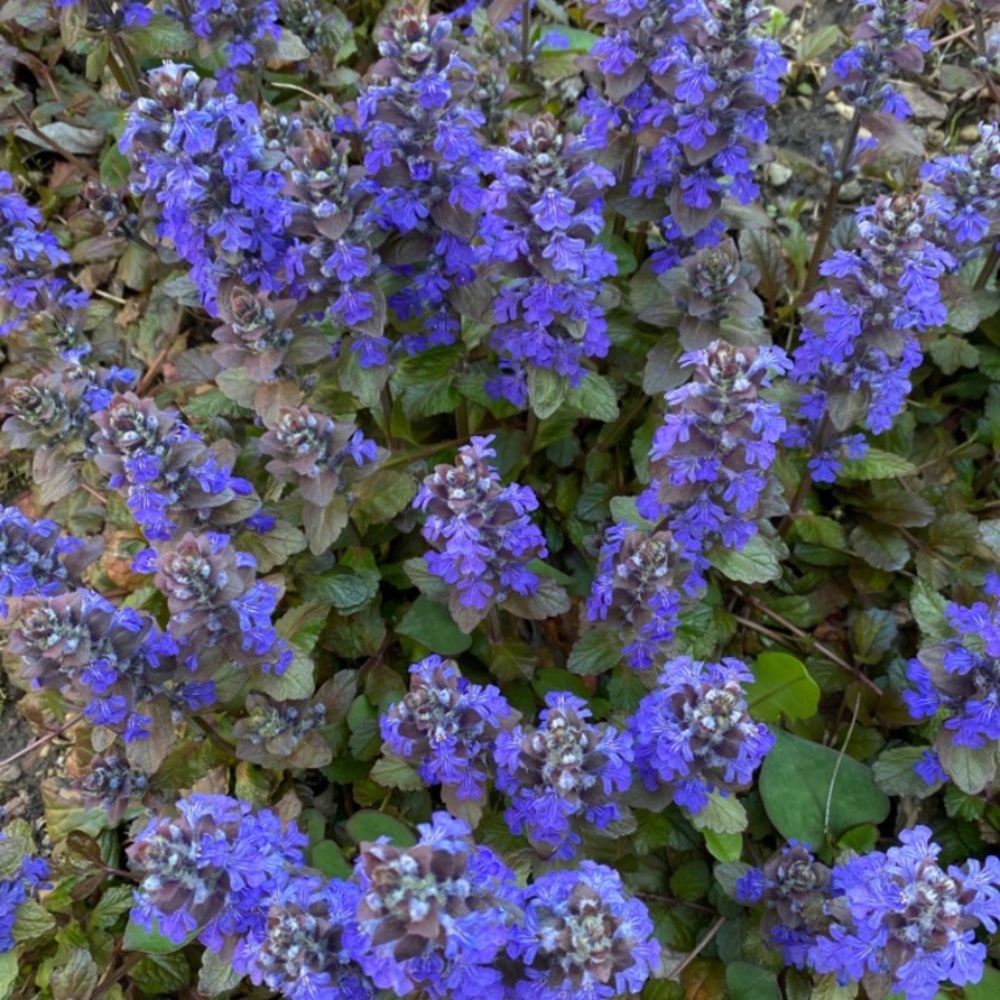 Ajuga Bugle Live Flowering Plants Ground Cover - Picture 3 of 5